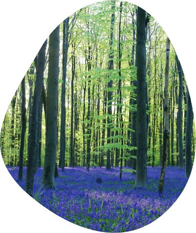 Hallerbos